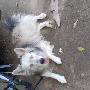 Image of Unknown, Found Dog