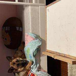 Lost Dog Daisy