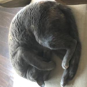 2nd Image of Cat, Lost Cat