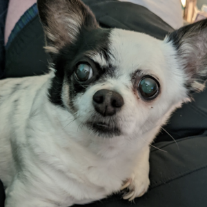 Lost Dog Layla