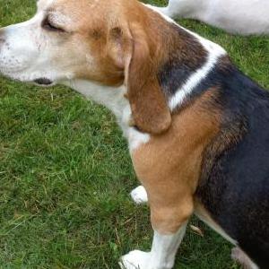 Lost Dog Darby