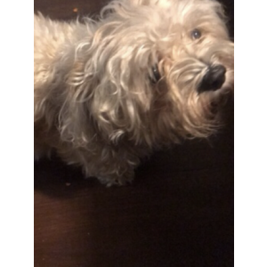 Lost Dog Grace