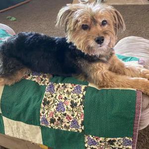 Lost Dog Cherub