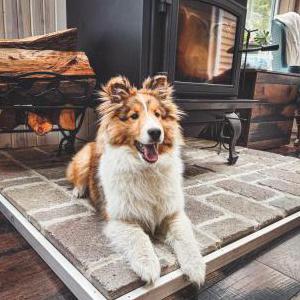 Lost Dog Hamish