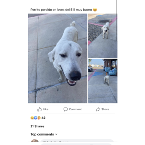 Lost Dog Alicester