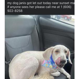 Image of Janice, Lost Dog
