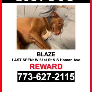 Lost Dog Blaze