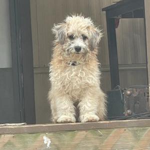 Image of Biscuit, Lost Dog