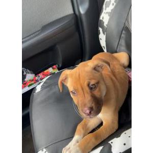 Lost Dog April