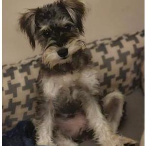 Lost Dog Zuzu