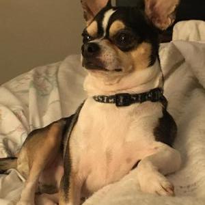 Lost Dog CRUZ