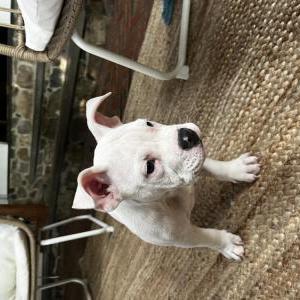 Lost Dog Lenny