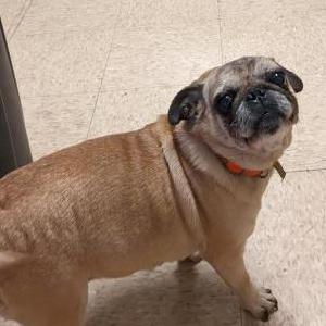 Lost Dog Roxie