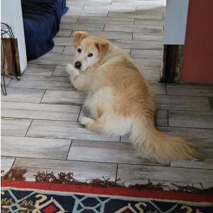 Image of Naga, Lost Dog