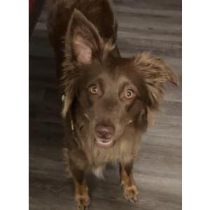 Lost Dog Scarlett