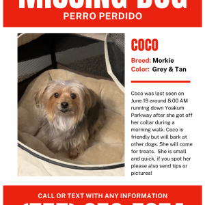 Lost Dog Coco