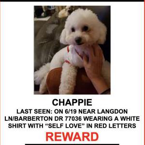 Lost Dog CHAPPIE