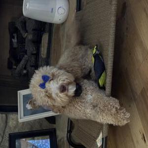 Lost Dog Stormie