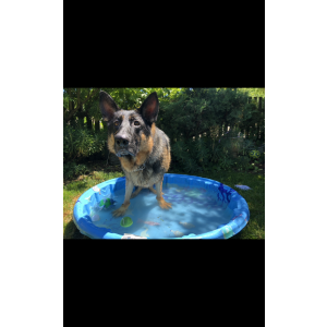 Image of Loki, Lost Dog