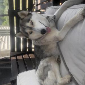 Lost Dog Nova