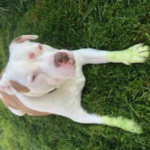 Lost Dog Payaso