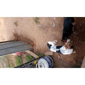 Lost Dog Spot and bandet