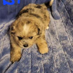 2nd Image of Merle, Lost Dog