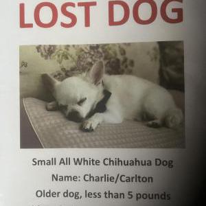 Lost Dog Charlie
