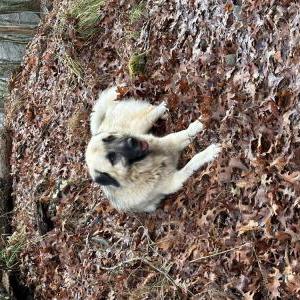 Lost Dog Patriot