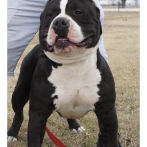 Lost Dog Panda