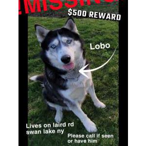 Lost Dog Lobo