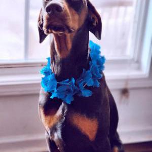 Lost Dog Juno and Rudy