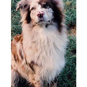 2nd Image of Juno and Rudy, Lost Dog