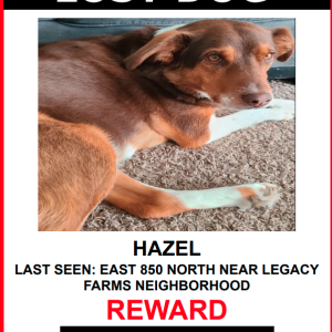Lost Dog Hazel.