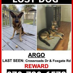 Lost Dog Argo