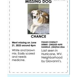 Image of Chance, Lost Dog