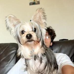 Lost Dog skye