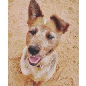 Lost Dog Molly