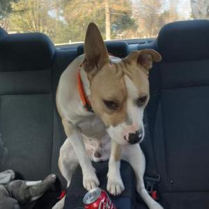 Image of Scooby, Lost Dog