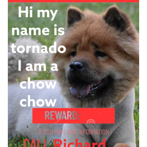 Lost Dog Tornado