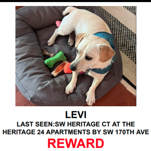 Lost Dog LEVI