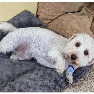 Lost Dog Andy