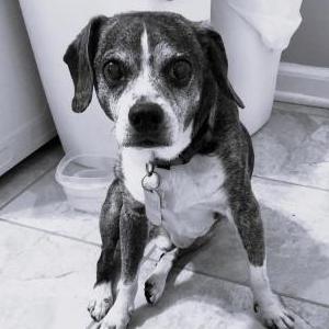 Found Dog Scout