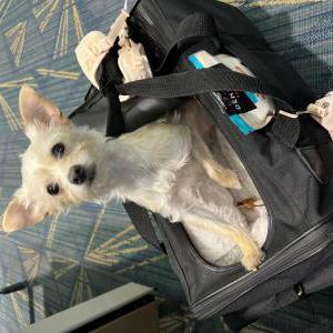Lost Dog Penelope