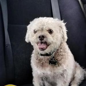 Lost Dog Milo