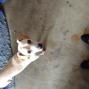 Image of Unkown, Found Dog