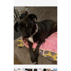 Lost Dog Chloe