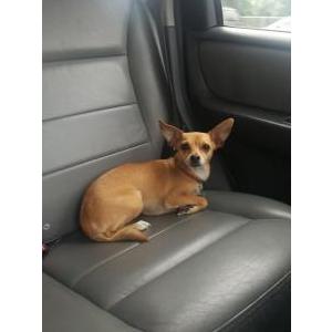 Lost Dog Twinkie