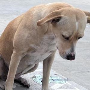 Lost Dog Blondie