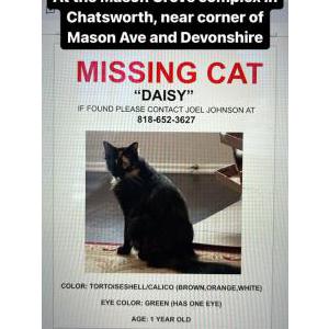 Lost Cat Daisy